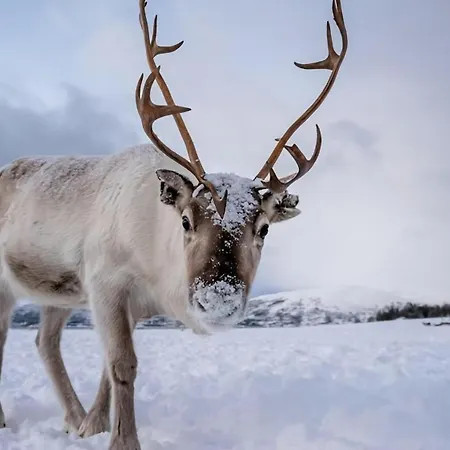 Polar Horizon Penthouse L L Sea View Тромсё